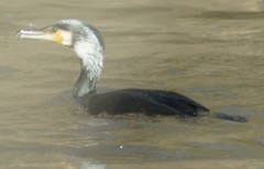 Phalacrocorax carbo