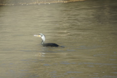 Phalacrocorax carbo