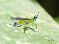 Eumastax