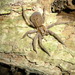 Rangatira Spider - Photo (c) Mark Anderson, some rights reserved (CC BY-SA), uploaded by Mark Anderson