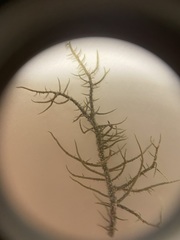 Usnea diplotypa