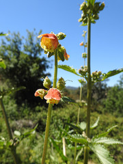 Scrophularia sambucifolia