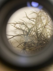 Usnea diplotypa