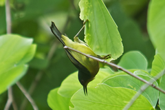 Chalcoparia singalensis