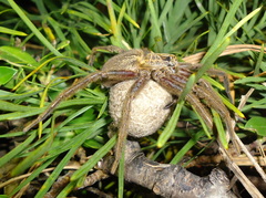 Dolomedes schauinslandi