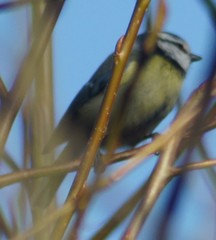 Cyanistes caeruleus