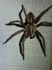 Dolomedes schauinslandi