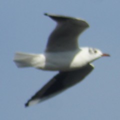 Chroicocephalus ridibundus