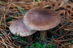 Tricholoma stans