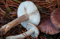 Tricholoma stans