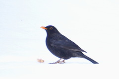 Turdus merula