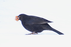 Turdus merula