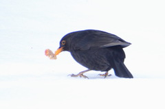 Turdus merula