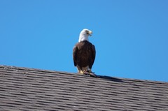 Haliaeetus leucocephalus image