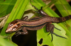 Kentropyx altamazonica