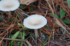 Clitocybe diatreta