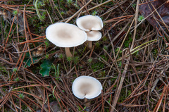 Clitocybe diatreta