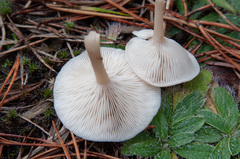 Clitocybe diatreta