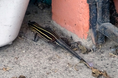 Holcosus quadrilineatus