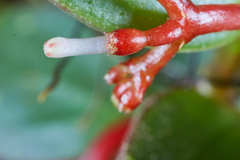 Notopleura epiphytica image