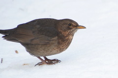 Turdus merula
