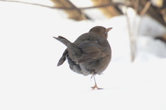 Turdus merula