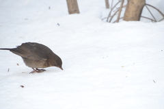 Turdus merula