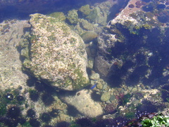 Echinometra vanbrunti