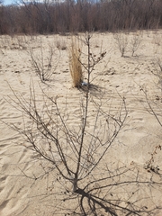 Populus deltoides wislizenii