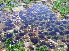 Echinometra vanbrunti