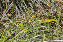 Pitcairnia wilburiana image