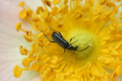 Grammoptera ruficornis