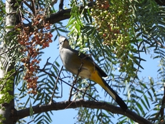 Ptiliogonys cinereus