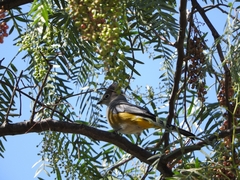 Ptiliogonys cinereus