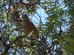 Ptiliogonys cinereus