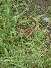 Coenocorypha pusilla