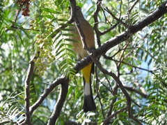 Ptiliogonys cinereus