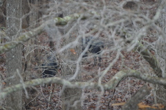 Sus scrofa domesticus