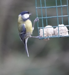 Parus major