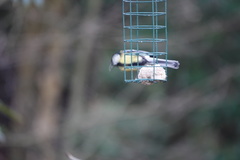 Parus major