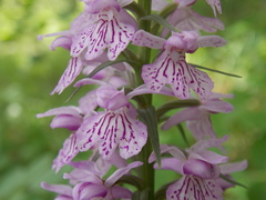 Dactylorhiza saccifera