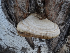Fomes inzengae