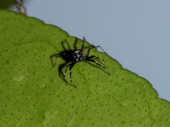 Salticidae