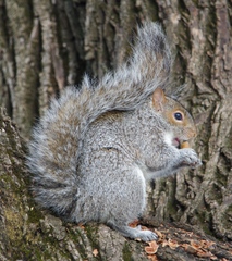 Sciurus carolinensis pennsylvanicus