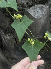 Bryonia verrucosa image