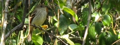 Myiophobus fasciatus