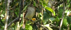 Myiophobus fasciatus