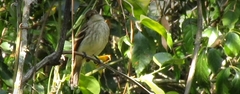 Myiophobus fasciatus