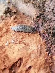 Porcellio scaber