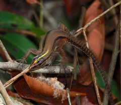 Kentropyx altamazonica